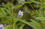 Limestone calamint